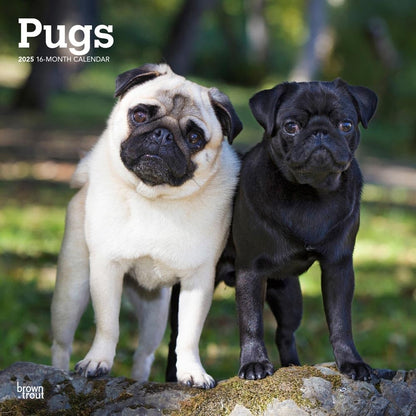 2025 16 Month Pugs Wall Calendar