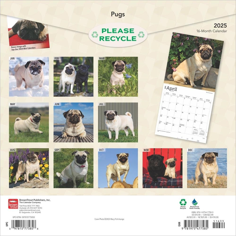 2025 16 Month Pugs Wall Calendar