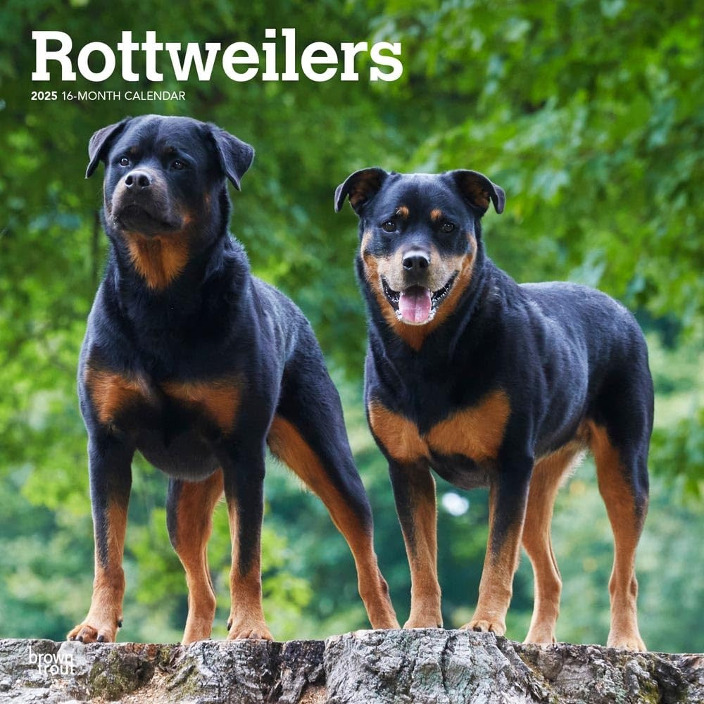 2025 16 Month Rottweilers Wall Calendar