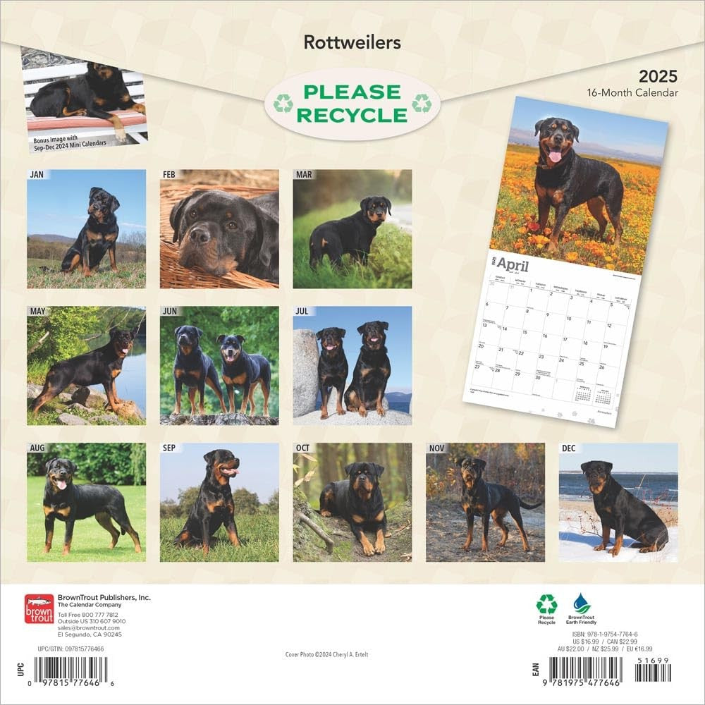 2025 16 Month Rottweilers Wall Calendar