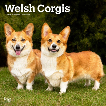 2025 16 Month Welsh Corgis Wall Calendar