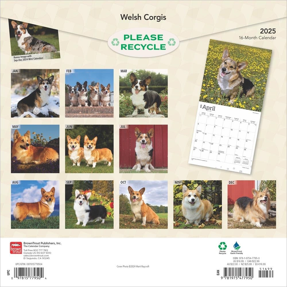 2025 16 Month Welsh Corgis Wall Calendar