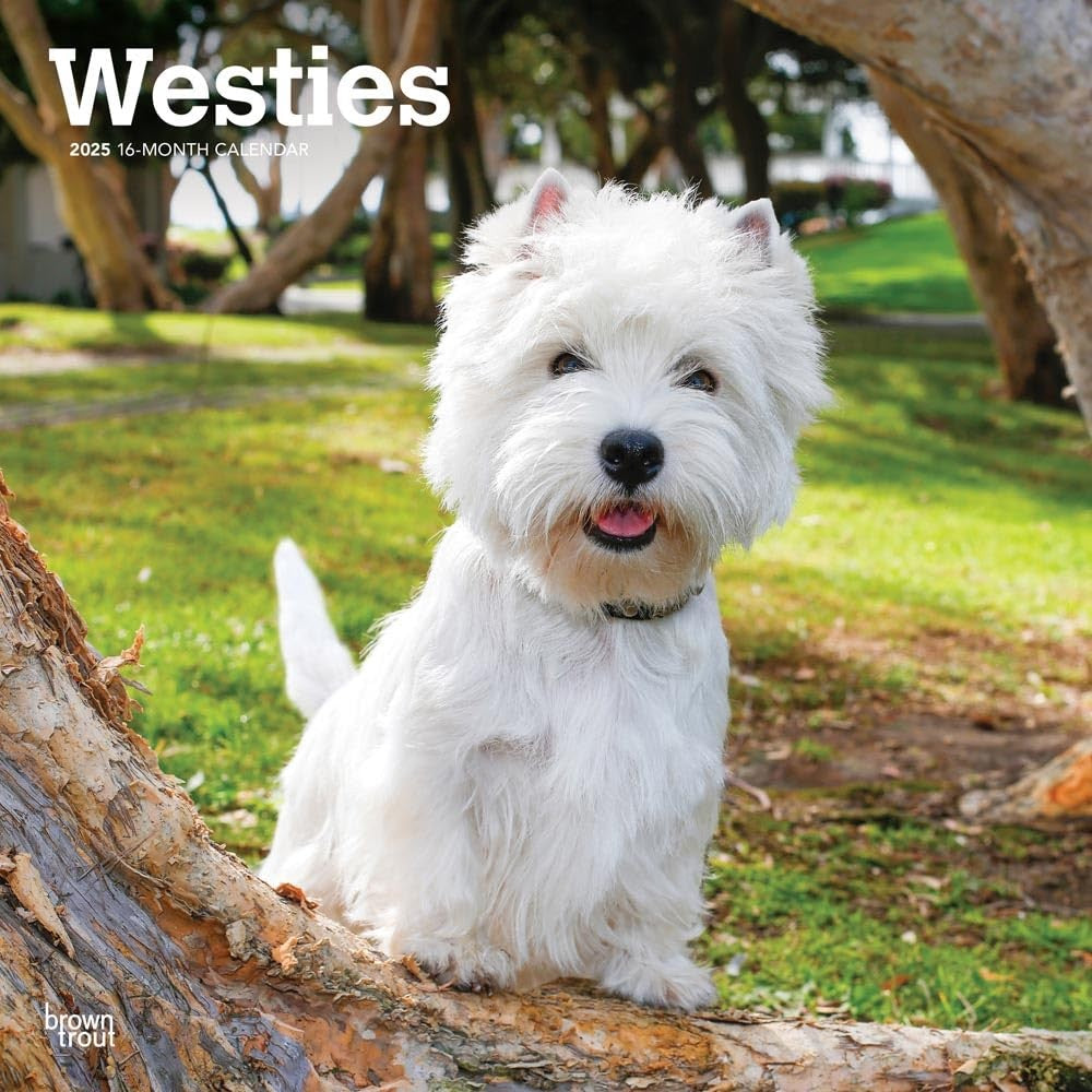 2025 16 Month Westies Wall Calendar