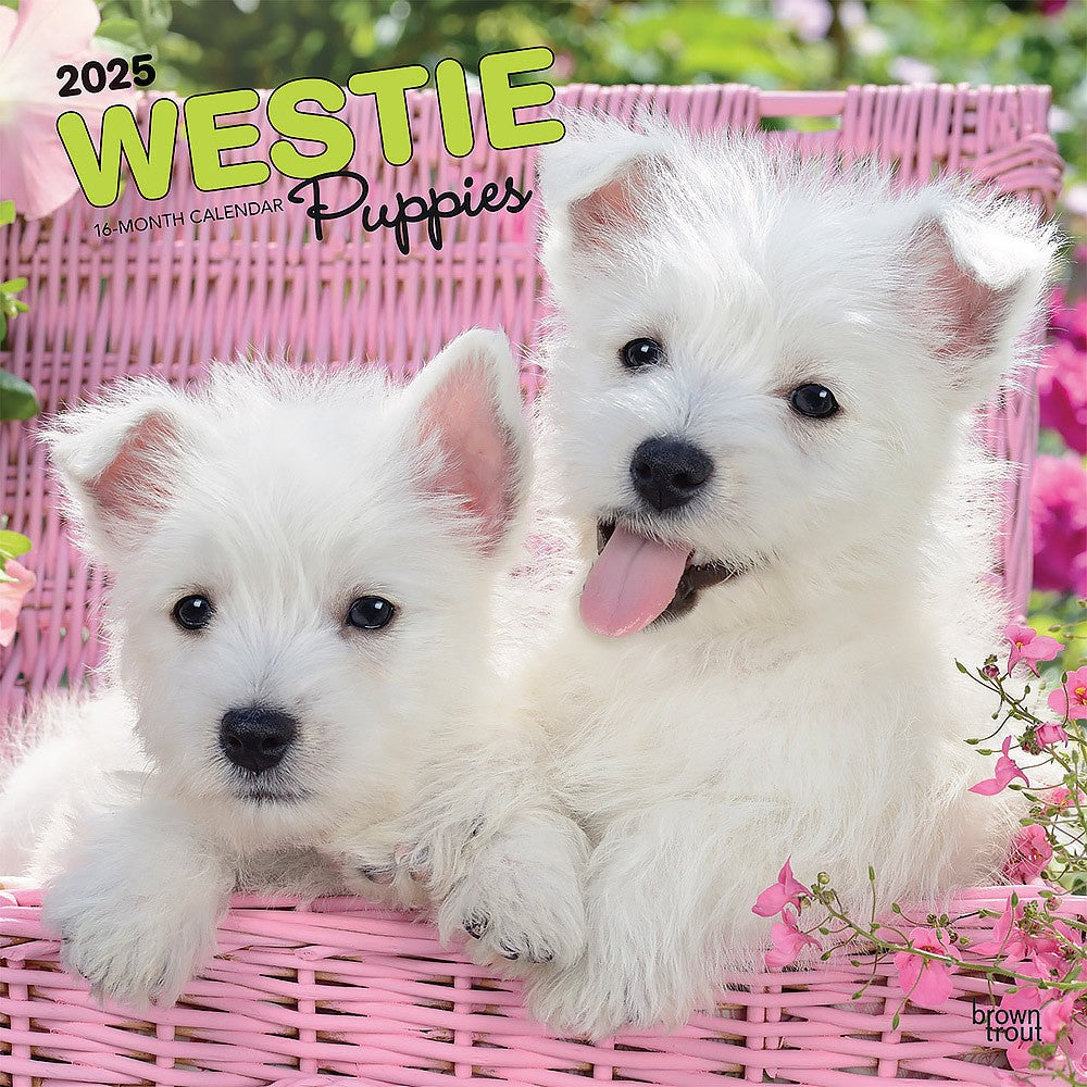 2025 16 Month Westie Puppies Wall Calendar