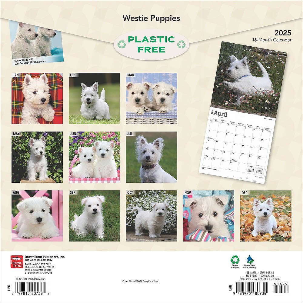 2025 16 Month Westie Puppies Wall Calendar