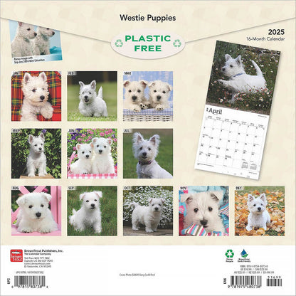 2025 16 Month Westie Puppies Wall Calendar